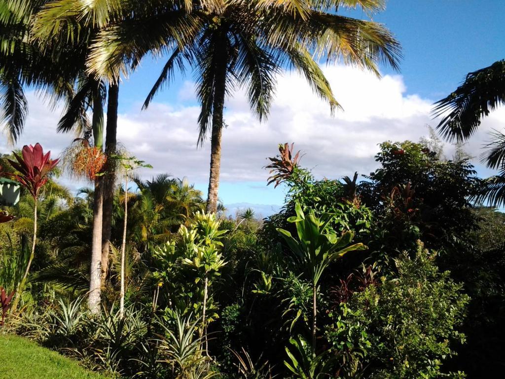 Lava Tree Tropic Inn Pahoa Bagian luar foto